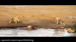 حمله شیرها به کرگدنها شکست مفتضحانه شیرها در حیات وحش افریقا