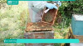 آموزش زنبورداری  زنبورداری مدرن  فیلم آموزش زنبورداری  زنبورداری 02128423118