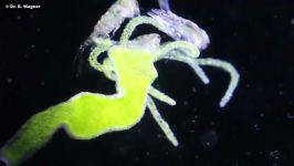 Hydra Viridis Green Hydra is eating a waterflea