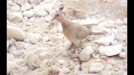 قمری خانگی Laughing Dove