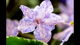 بنفشه آفریقاییAfrican Violet