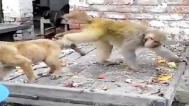 میمون مردم آزار در حقیقت سگ آزار
