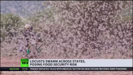 Worst outbreak in 27 years   Swarms of locusts threaten food supply