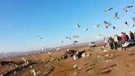 مسابقه کبوتران مسافتی ابادان خرمشهر مینو شهر
