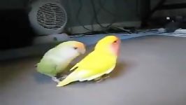 طوطی برزیلی یا کوتوله love bird