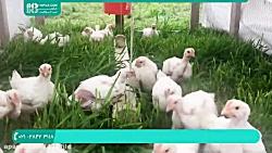 آموزش پرورش مرغ بومی محلی  پرورش مرغ گوشتی تخم گذار پرورش جوجه 