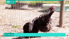 آموزش پرورش مرغ بومی محلی  پرورش مرغ گوشتی تخم گذار 5 اشتباه مرگبار 