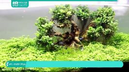 آموزش ساخت راه اندازی آکواریوم گیاهی  گیاه آکواریومی تزئین داخلی آکواریوم 