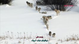 شکار بزرگترین حیوان زمینی در سرزمین یخ زده آمریکای شمالی