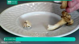 آموزش پرورش قارچ دکمه ای صدفی  تولید قارچ خوراکی پرورش قارچ صدفی قهوه 