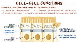 فیزیولوژی سلول 5  اتصالات بین سلولی