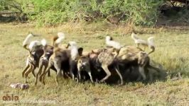 HORROR. Wild dogs eat live warthog  720p SUPER HD زنده خواری سگها SUPER HD