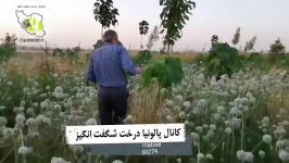 ✅ بازدید دوره ای مدیریت کانال مزرعه پالونیا گونه فورتونی در گرگان استان گلست