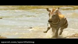 حمله شکار الاغ گور خر وحشی توسط شیرهای حیات وحش افریقا