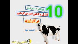 دامپروری ایده  10 راهکار کنترل کاهش استرس گرمایی در گاو شیری  قسمت دوم