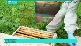 آموزش جامع زنبورداری  پرورش زنبور عسل پرورش ملکه بخش 28423118 021