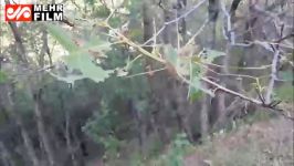 هجوم پروانه‌های برگ‌خوار به جنگل‌های ارسباران