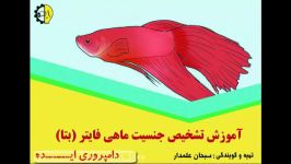 دامپروری ایده  تشخیص جنسیت ماهی فایتربتا