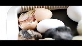 جوجه شدن تخم نطفه دار مرغ در دستگاه جوجه کشی