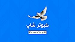 کبوتر مسافتی رکورد پرواز 1000کیلومتر هوایی