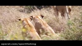 شکار گورخرها توسط شیرهای افریقایی در حیات وحش افریقا
