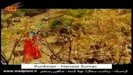 برداشت سماق در استان کردستان