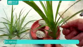آموزش پرورش گل گیاهان آپارتمانی  کاشت نگهداری گل گیاه گیاه دراسنا 
