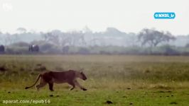 شکار گاومیش توسط ملکه شیرها