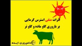 دامپروری ایده  اثرات استرس گرمایی بر باروری گاو