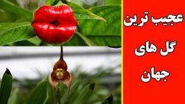 عجیب ترین حیرت آور ترین گل های جهان