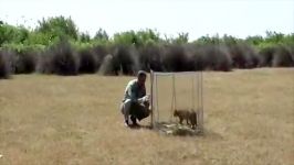 تیمار رهاسازی گربه جنگلی در بهشهر