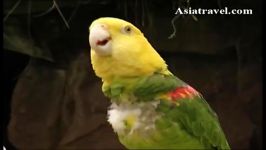 طوطی آمازون کله زرد Yellow headed Amazon سخنگو