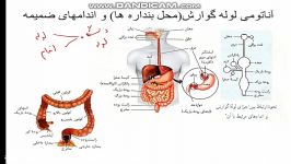 آناتومی دستگاه گوارش