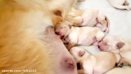 توله سگ های تازه متولد شده.هفته اول تولد .خیییییلیییی خووووبن .گلدن رتریور