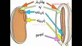 تولیدمثل جنسی در گیاهان