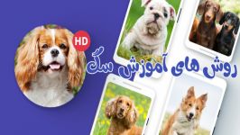 آموزش نشستن ماندن به سگ how to teach a dog to sit stay