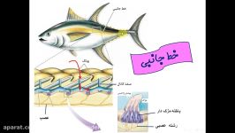 گیرنده های حسی جانوران گفتار سوم فصل 2 کتاب زیست شناسی2