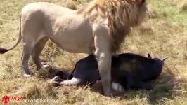 حیات وحش، حمله شیر به گوساله بوفالو تلاش گله برای نجات