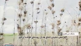 آپارتمان نشینی کلاغ ها در روستای قوشه سفلی بخش ارشق