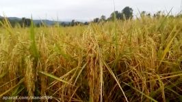 معرفی برنج روشن نوع جدید پرمحصول برنج کشت شده در شالیزارهای بابل