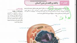 سلول جانوری اندامک های آن