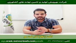 زنجره مو يکي آفات مهم درختان انگور در ايران مي باشد