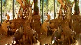 قسمت کوتاه مستند سه بعدی Zoo Vienna 3D 2012