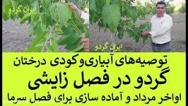 ایران گردو  کوددهی فصل زایشی  آماده سازی  گردو  آخر مرداد برای سرما