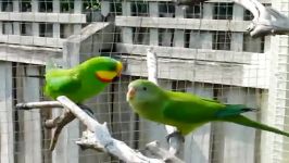 طوطی باشكوه Superb Parrot