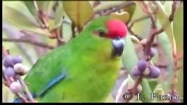 پاراکیت پیشانی قرمز Red Fronted Parakeet