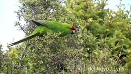 پاراکیت پیشانی قرمز Red Fronted Parakeet