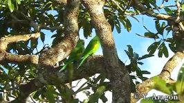 پاراکیت یراق زرد Yellow Chevroned Parakeet