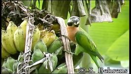 پاراکیت سینه سرخ Red Breasted Parakeet