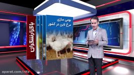 بومی سازی مرغ لاین در کشور